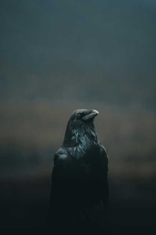 Can crows hold grudges? - earth.fm
