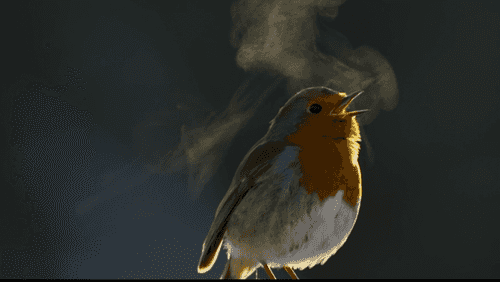 Attenborough’s Wonder of Song reviewed - earth.fm