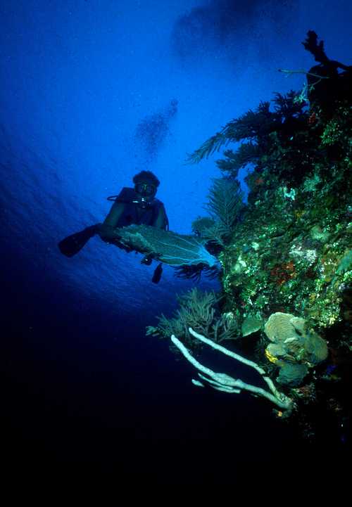 The Sounds Below - earth.fm